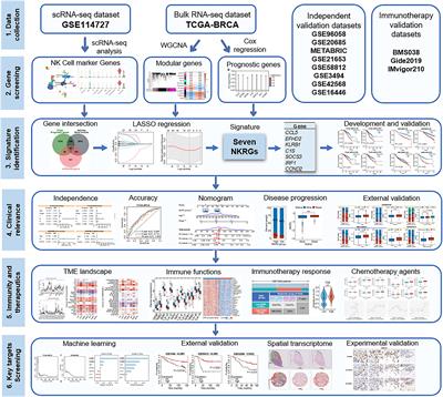 Comprehensive single-cell and bulk transcriptomic analyses to develop an NK cell-derived gene signature for prognostic assessment and precision medicine in breast cancer